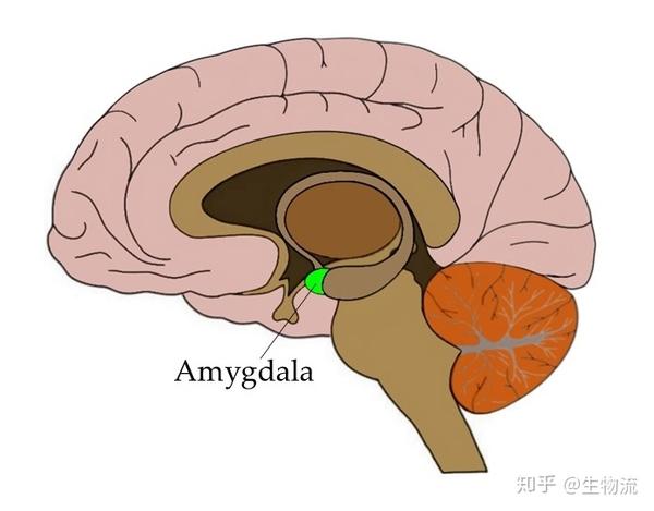 皮层之下的边缘系统包括嗅球,下丘脑(hypothalamus,杏仁核(amygdala)