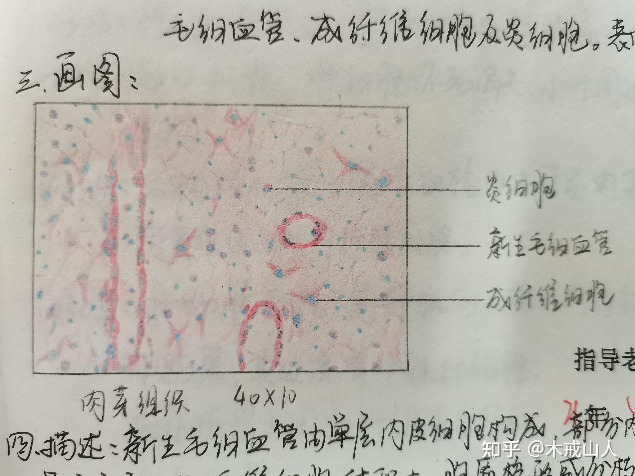 假小叶绘图图片