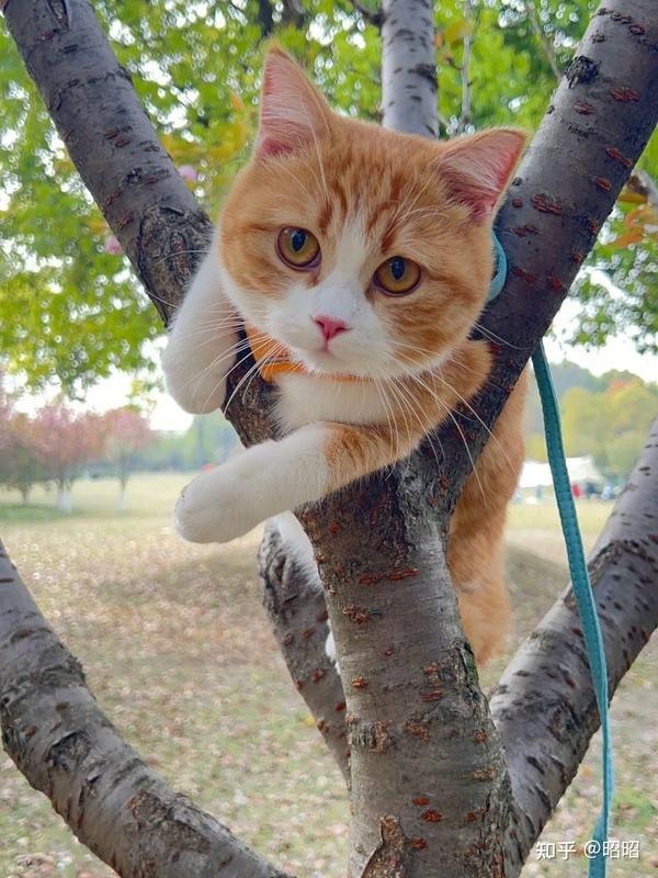 大橘为重之橘猫为什么那么能吃？ - 知乎