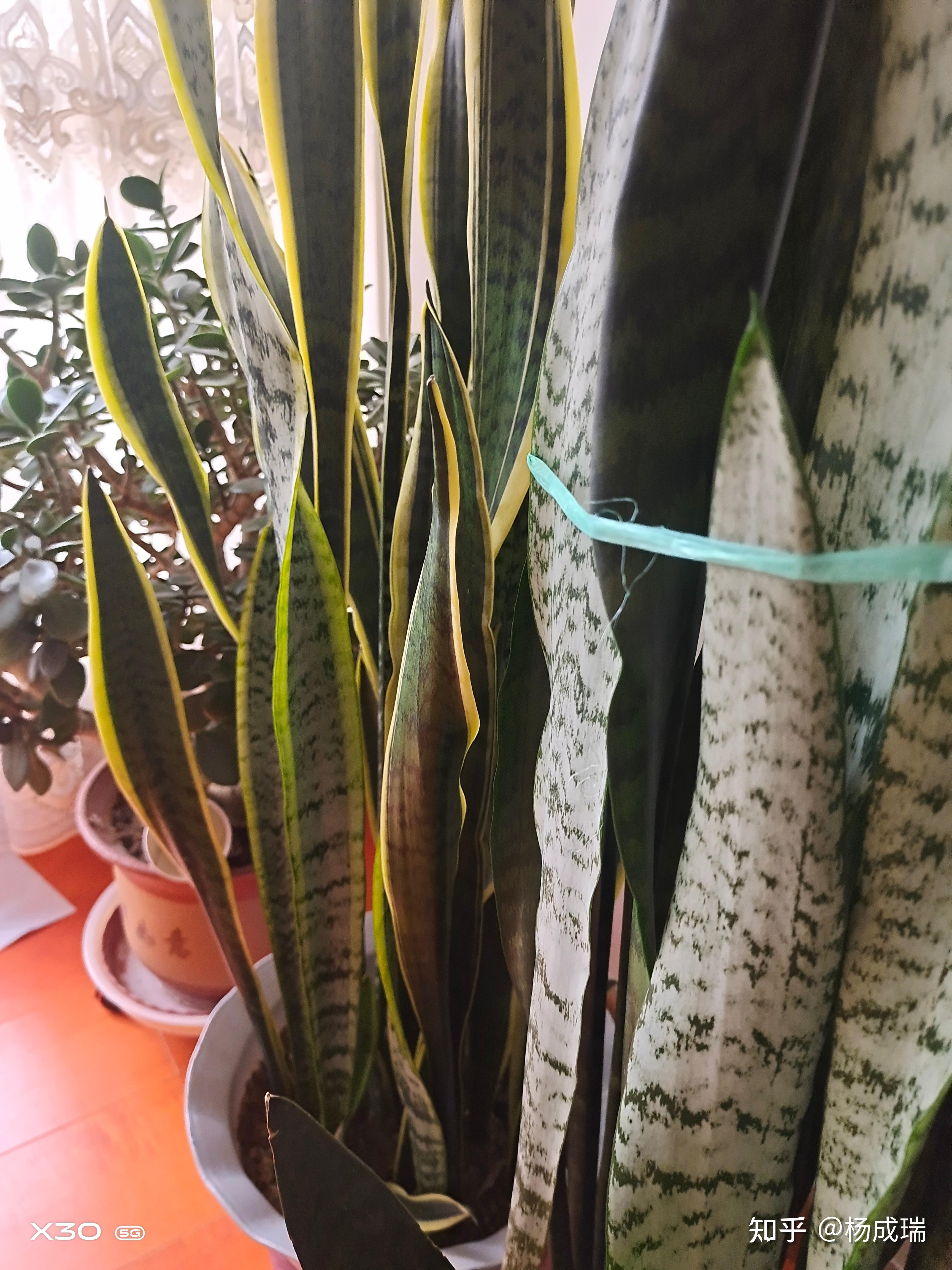 2022.11.30写于庄浪县水洛镇嘉荣亲水庄彤儿博士靓飞鸿.