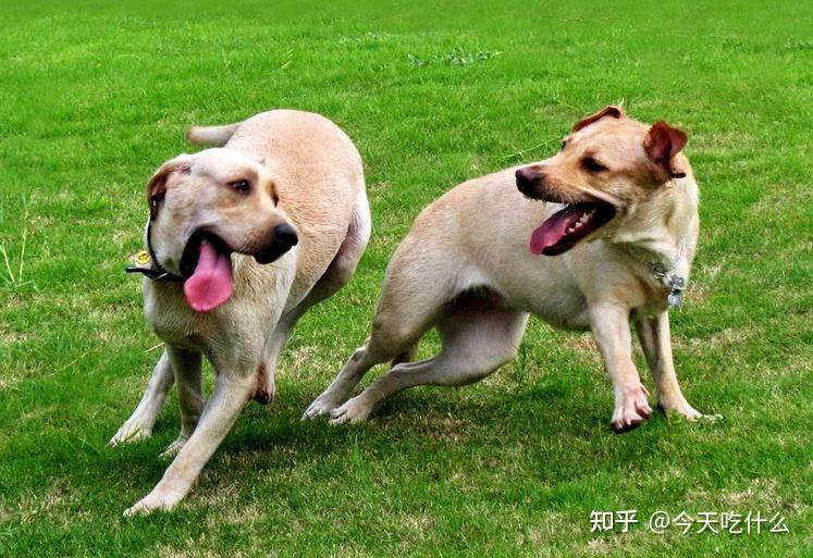 可能在老了以後,會患上睪丸癌和前列腺疾病,這些疾病會讓狗狗難受