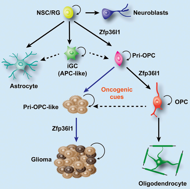 小鼠神经系统各种细胞类型的分子图谱cell[if: 41.