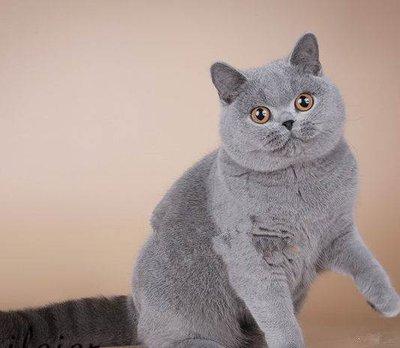 这是新手最适合养的猫 猫咪品种介绍之英短篇 知乎