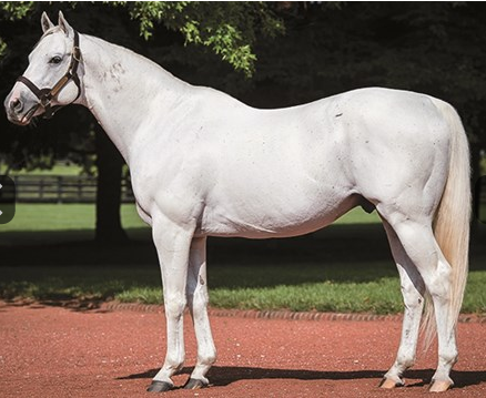 数一数谁是最强的世界纯血种公马