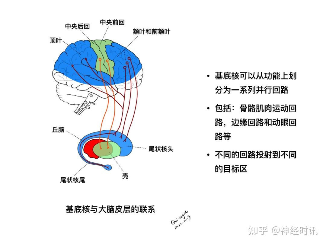 基底核与基底节区解剖与定位|位置|杏仁核|立体|丘脑|构成|-健康界