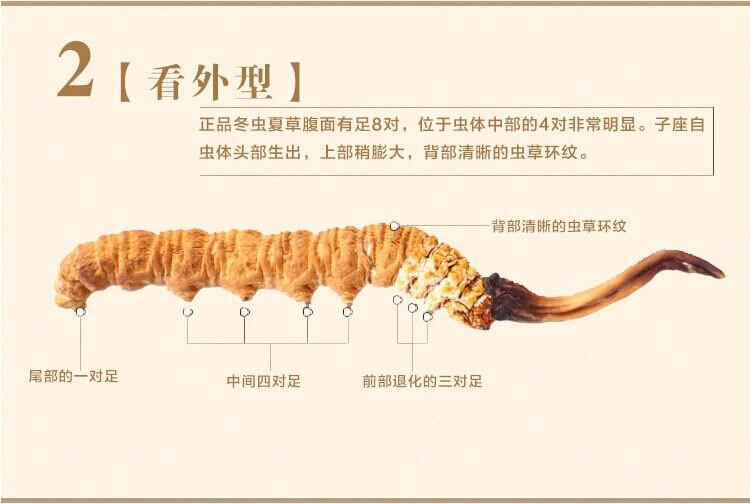 虫草鉴别方法