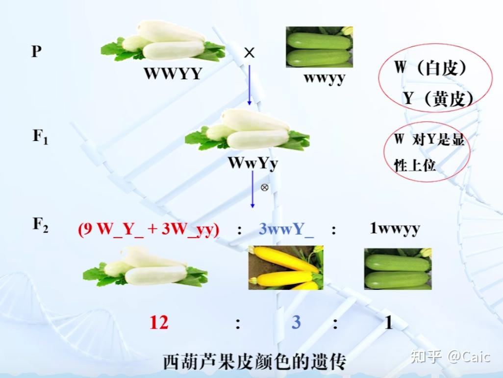 遗传学_3 孟德尔遗传定律 - 知乎