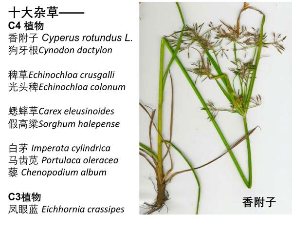 全球变暖,农作物减产,虫害却来火上浇油?