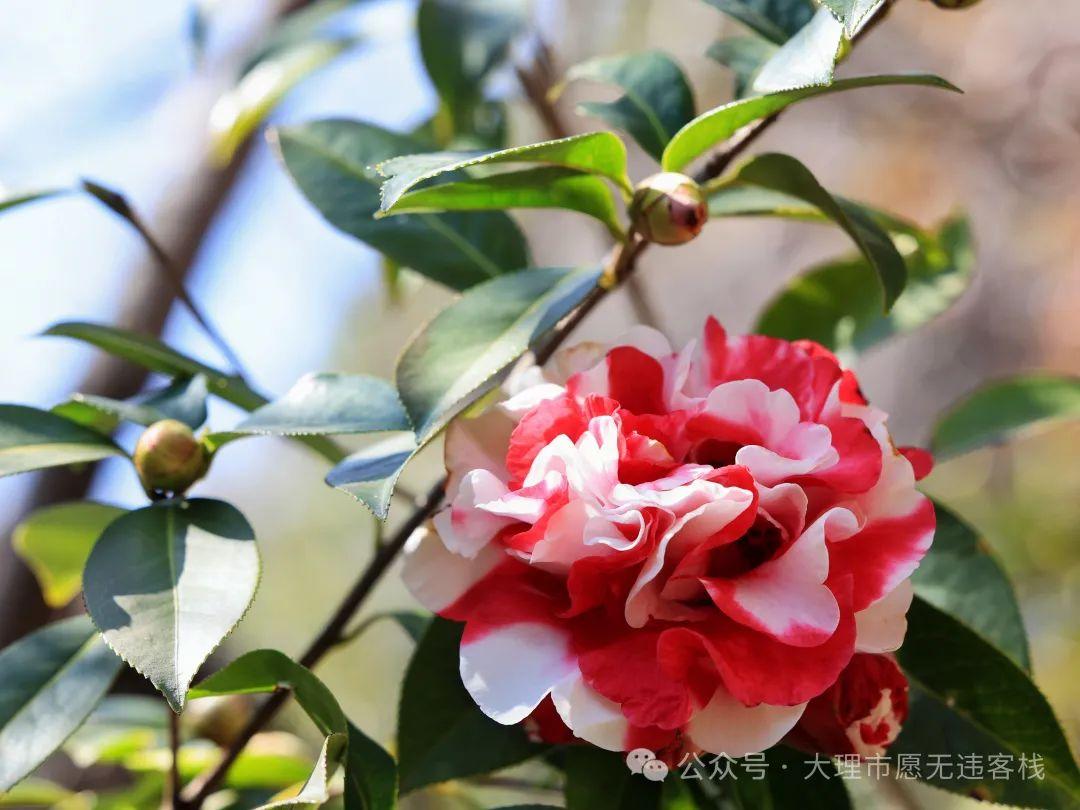 洱海公园茶花盛开风景无限好附美图