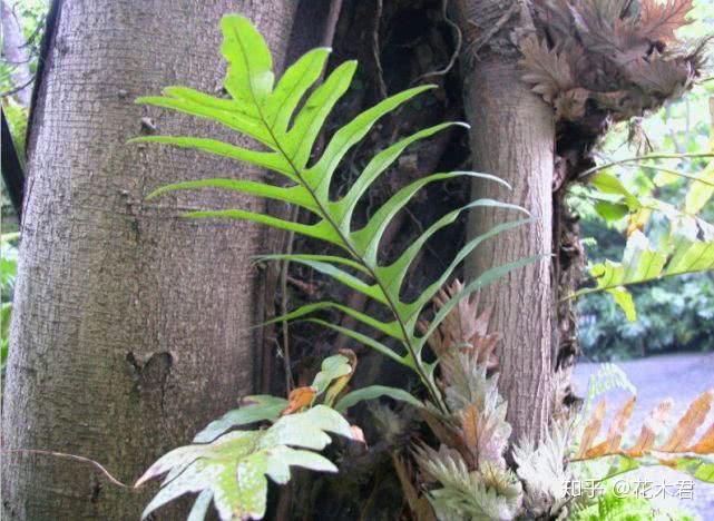 蕨類植物槲蕨生長奇特倩麗高雅如何栽培養護