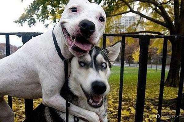 狗狗需要系安全带吗 各位爸爸妈妈注意咯 知乎