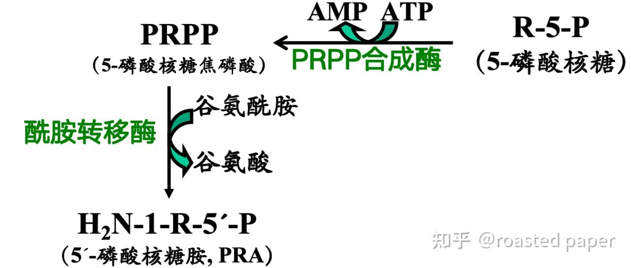 生化与分子生物学——代谢篇之核苷酸代谢 - 知乎
