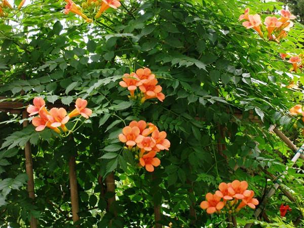庭院植物配置之常用乔木 灌木 藤本及草本植物 知乎 庭院植物配置之常用乔木 灌木 藤本及草本植物 知乎