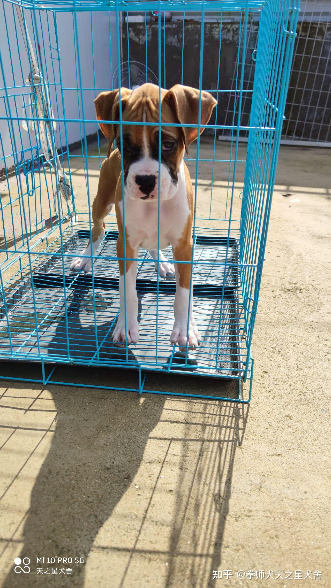 拳师犬小公找新家