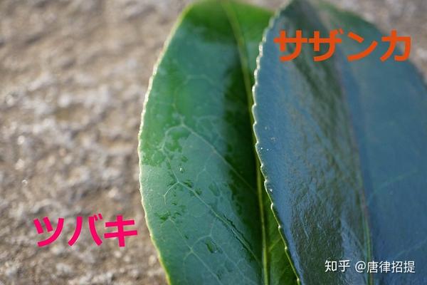 椿花 山茶花 日本庭園中必不可少的花 知乎