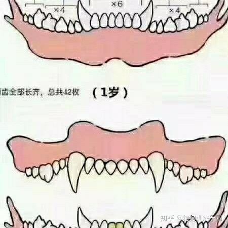 幼犬年龄牙齿对照表图片