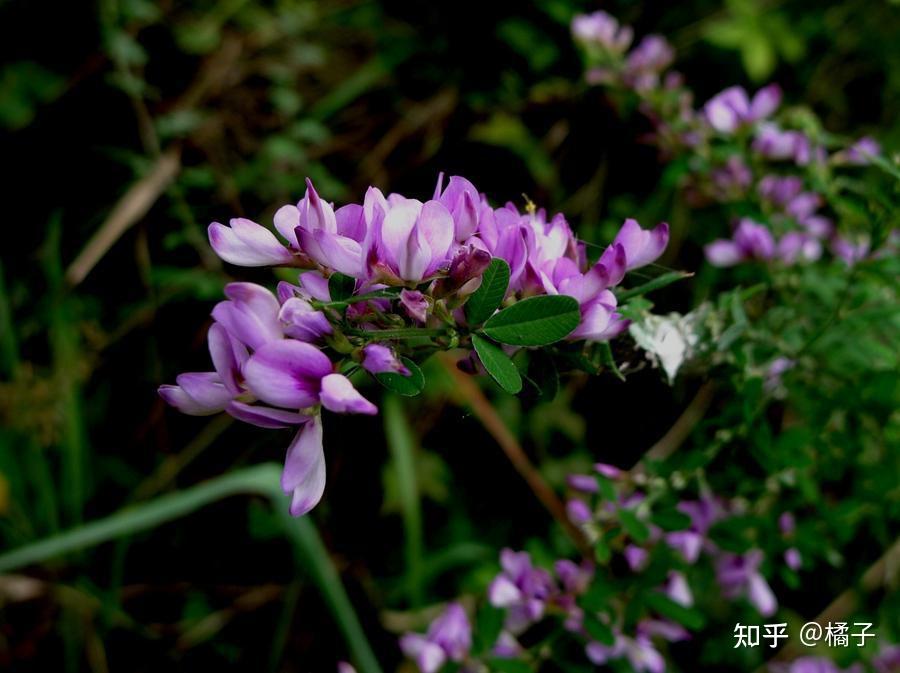 四月樱九月萩一场与花同游的美学之旅