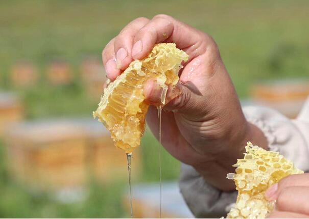 蒲公英蜂蜜的效果是什么？蒲公英蜂蜜的作用是什么？