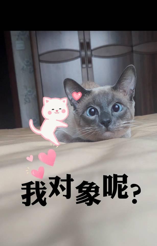 我对象呢你严肃点铲屎的毛球:灰灰02家里还有个单身的我能不能想想你