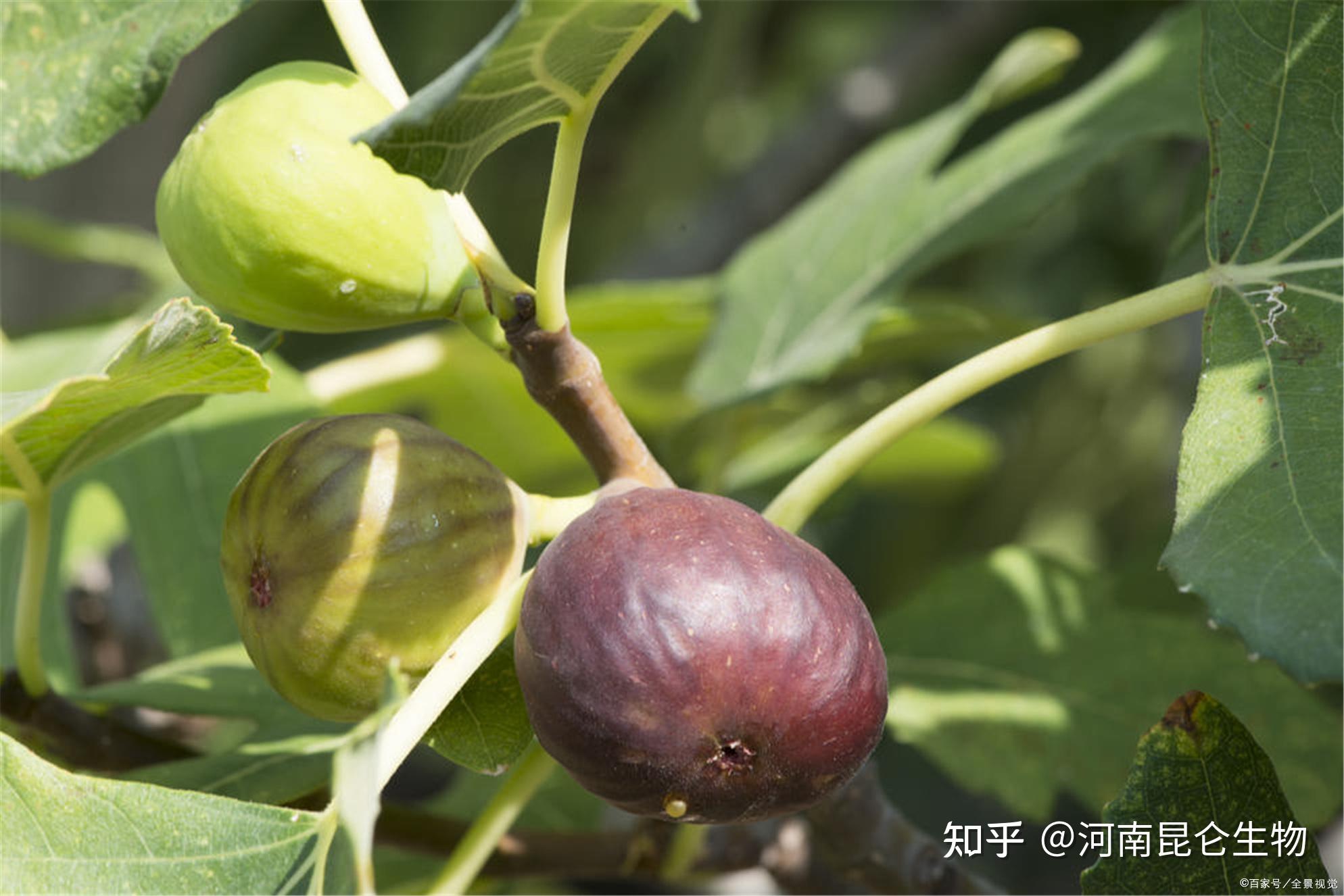 無花果保花保果底肥用什麼肥料好無花果保花保果打什麼葉面肥