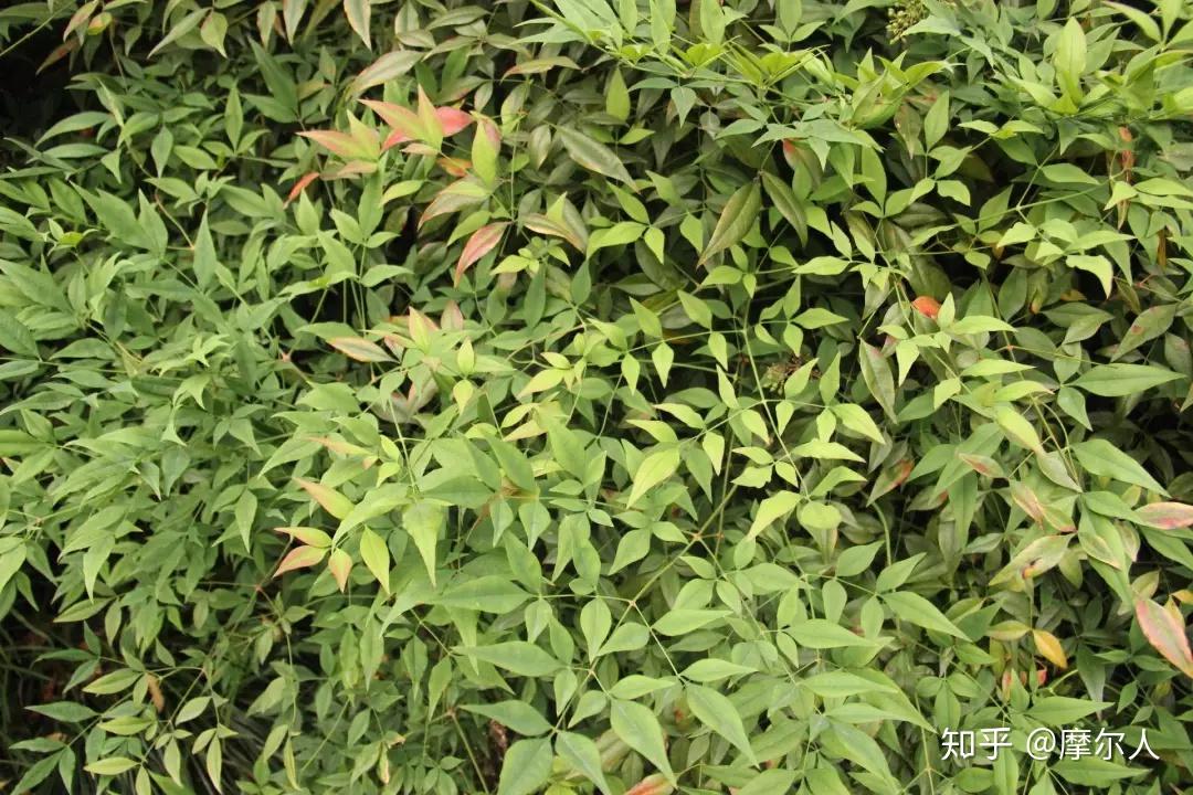 植物与我｜南天竺 - 知乎