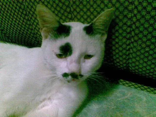 一只猫能长得有多潦草