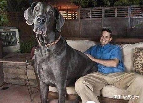 你见过最大的狗狗有多大 知乎