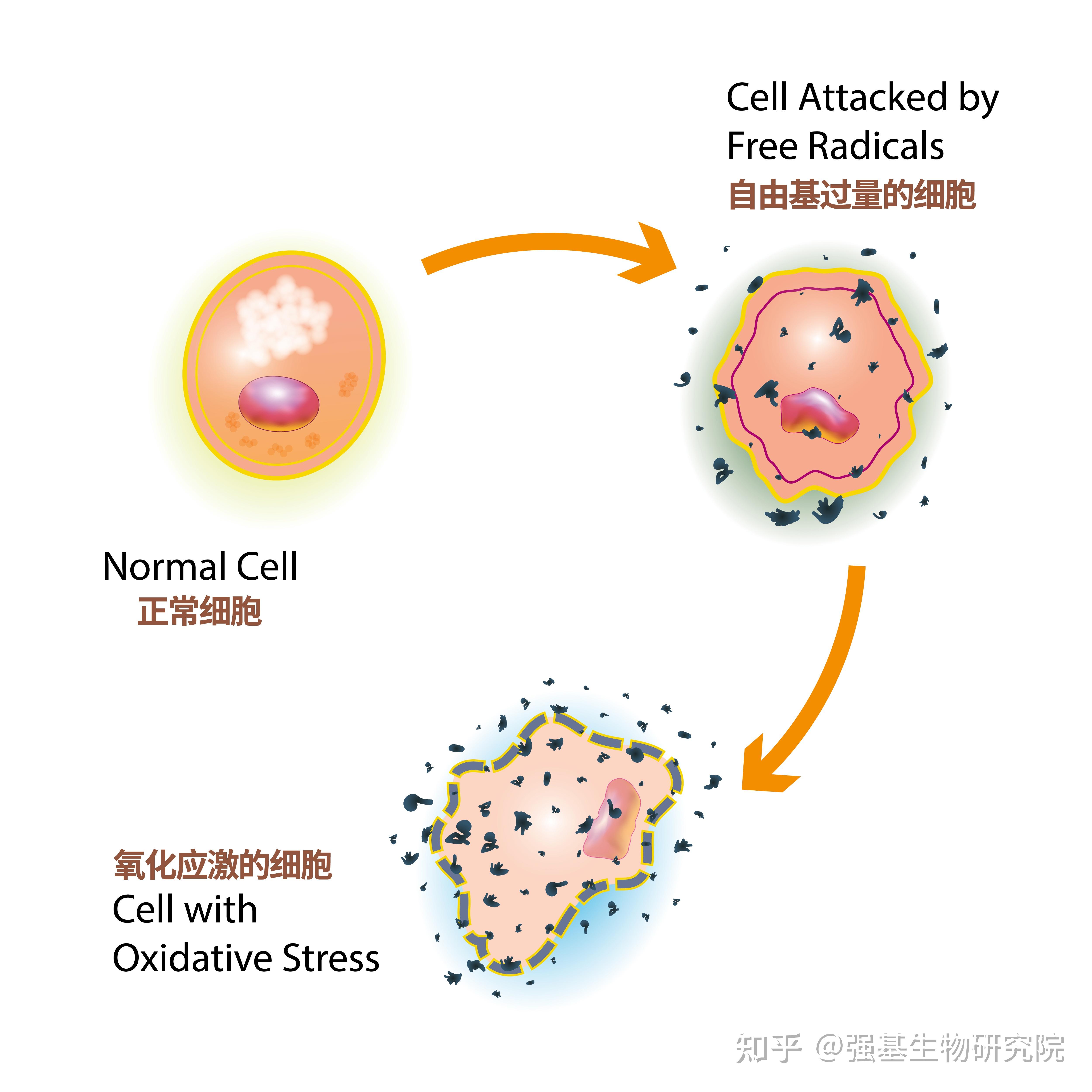 细胞衰老的过程图片图片