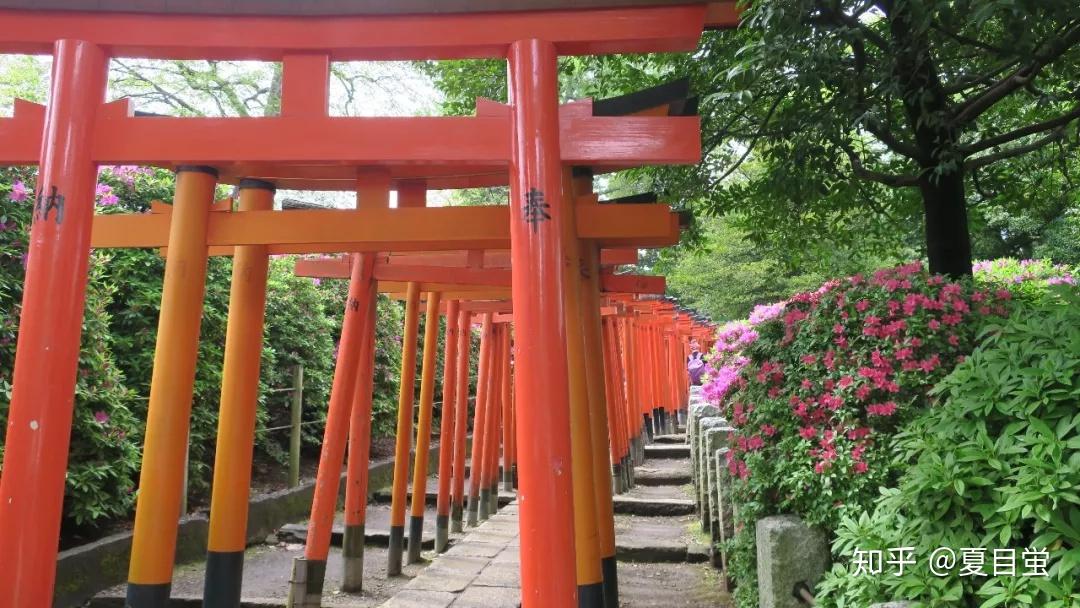 东京根津神社杜鹃花丛中的散步