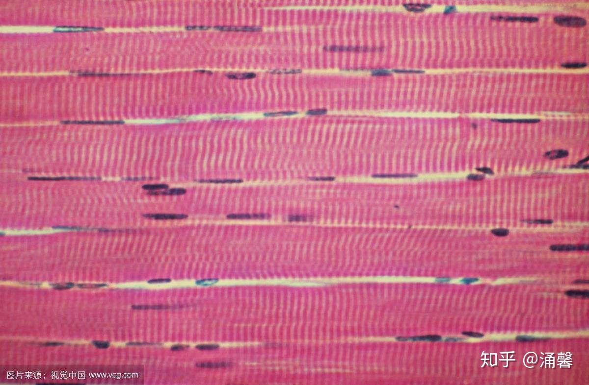 心脏和心肌的结构