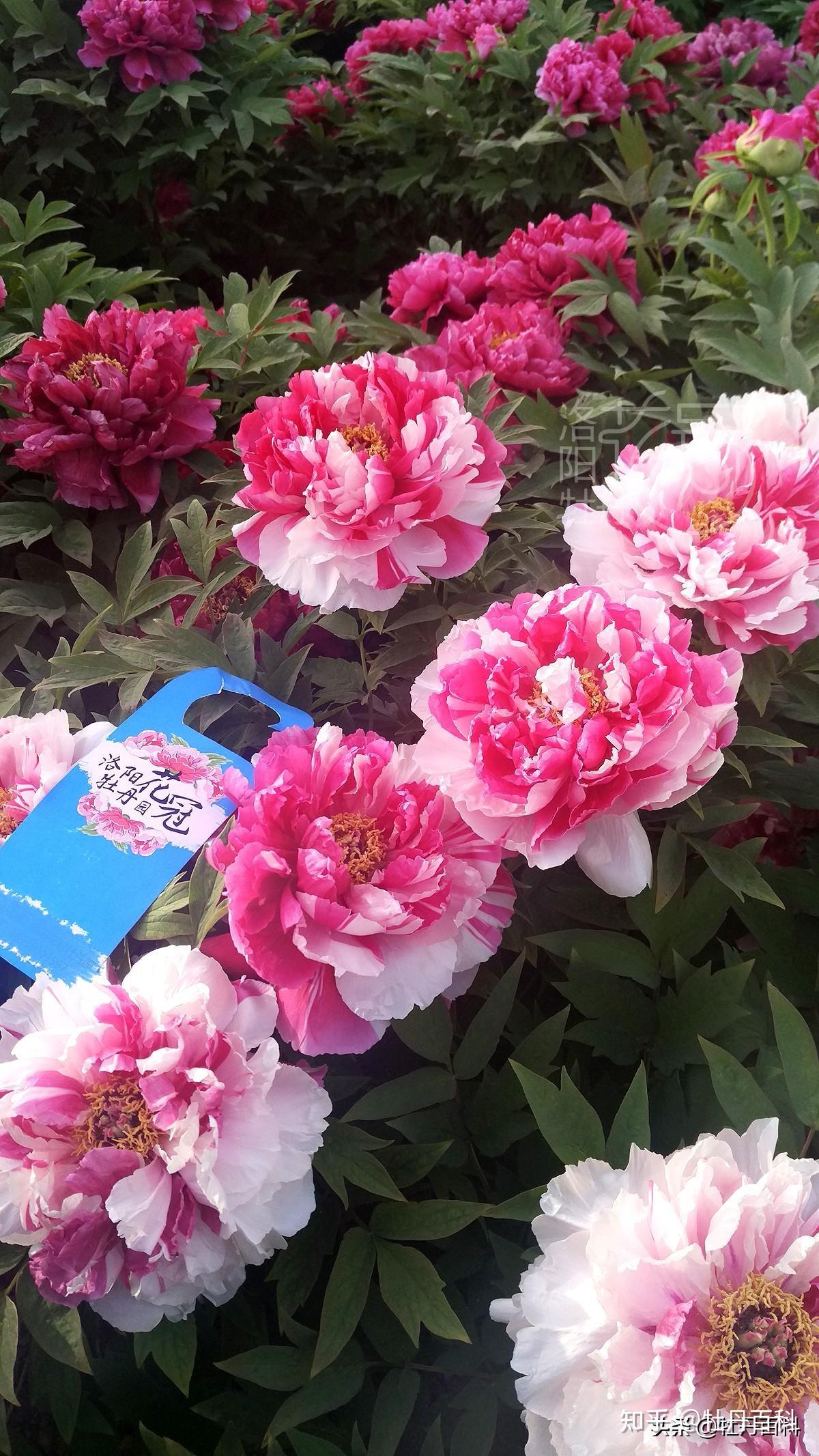 "一朵花开,两种精彩"的复色牡丹