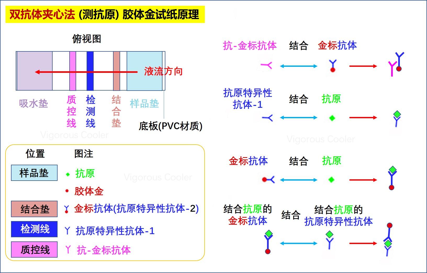 这种方法利用的是双抗体夹心法,也就是针对同一种抗原,试纸上有两种