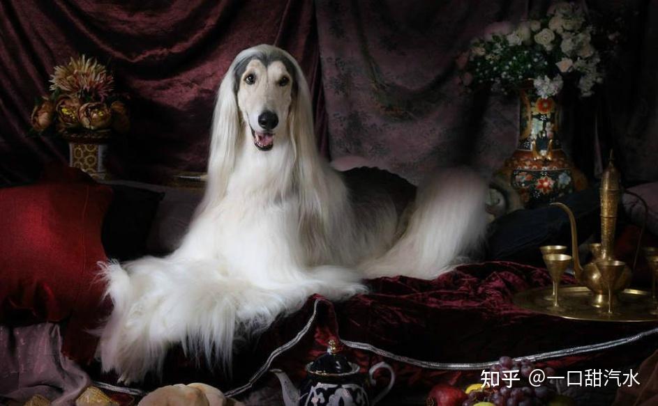 阿富汗猎犬在国内少见的原因其中一点让人止步