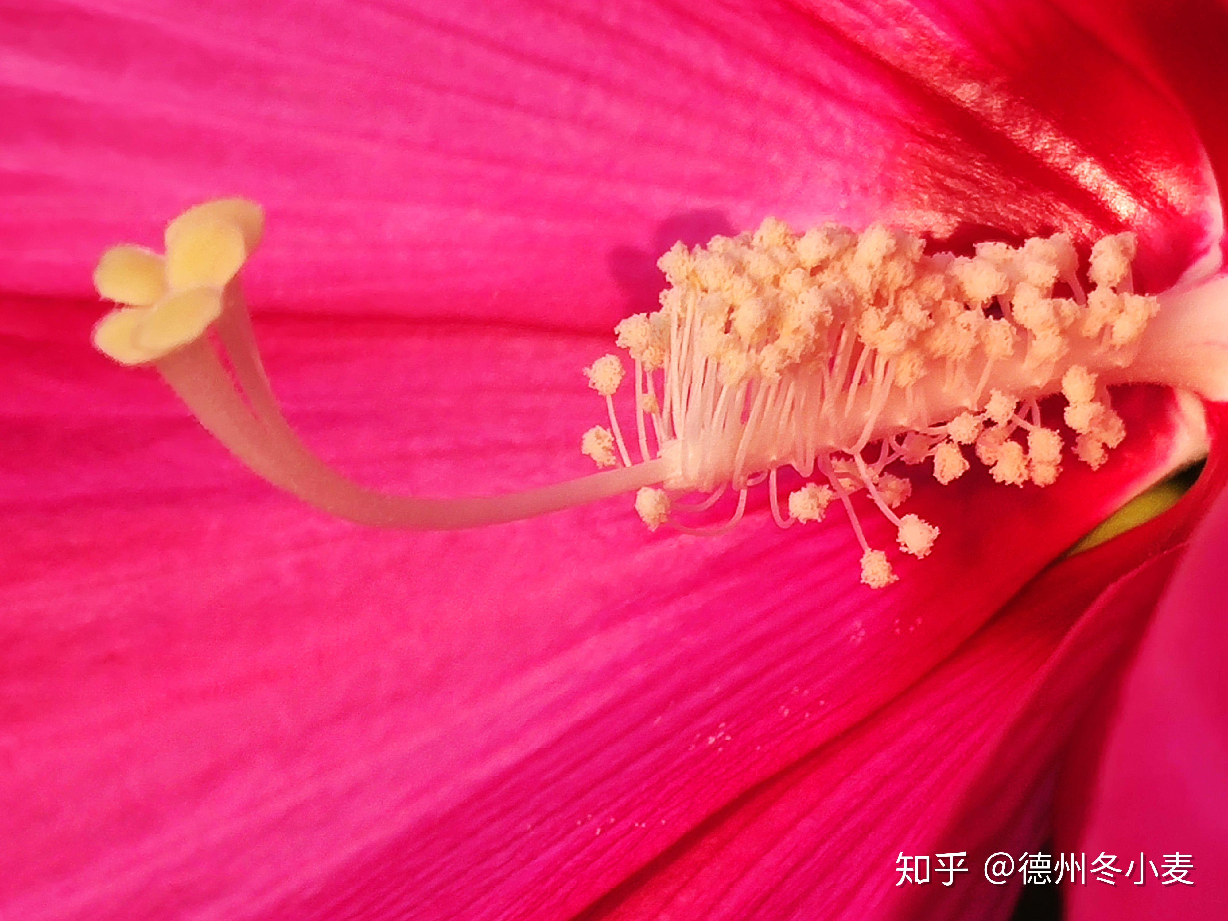 寒露节气话说大花秋葵的花蕊