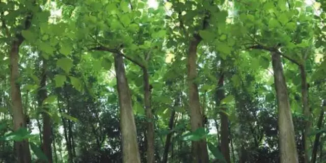 柚木为何被称为“万木之王”?它身上究竟隐藏着怎样的秘密? - 知乎