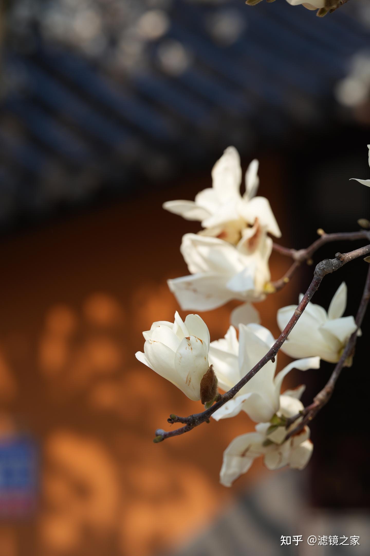 可以看看你拍的玉兰花吗? - 知乎