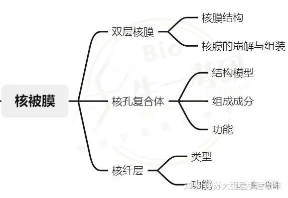 细胞生物学思维导图核被膜核仁和核糖体