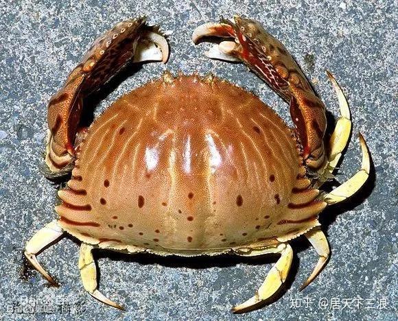 圆球状的甲壳呈蓝紫色,细长的步足与螯足呈白色,背甲呈球状如和尚头