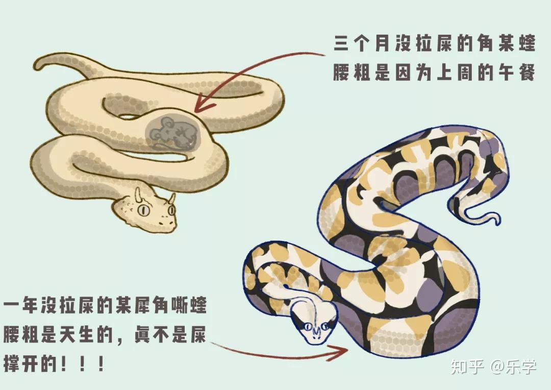 蛇屯便便当然不是为了好玩,有假说认为,这些便便其实可以作为它们的