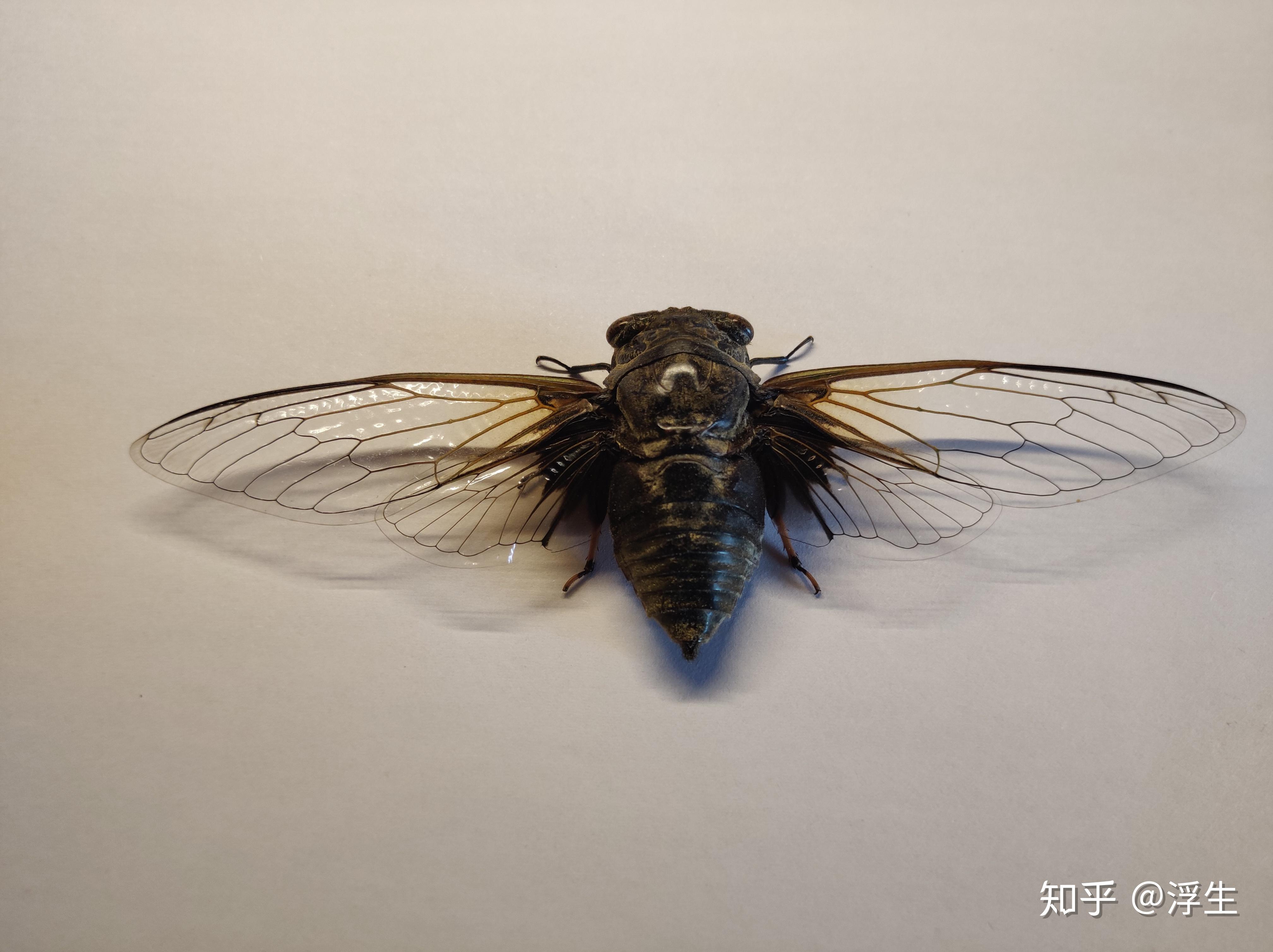 昆虫标本系列黑蚱蝉