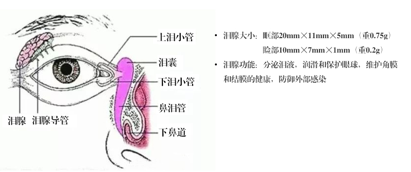 泪腺孔的示意图图片