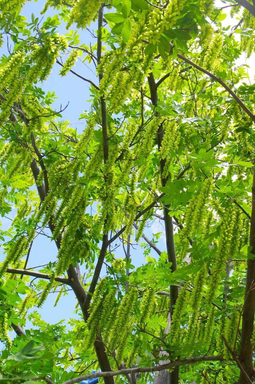 云南丽江结元宝的枫杨树