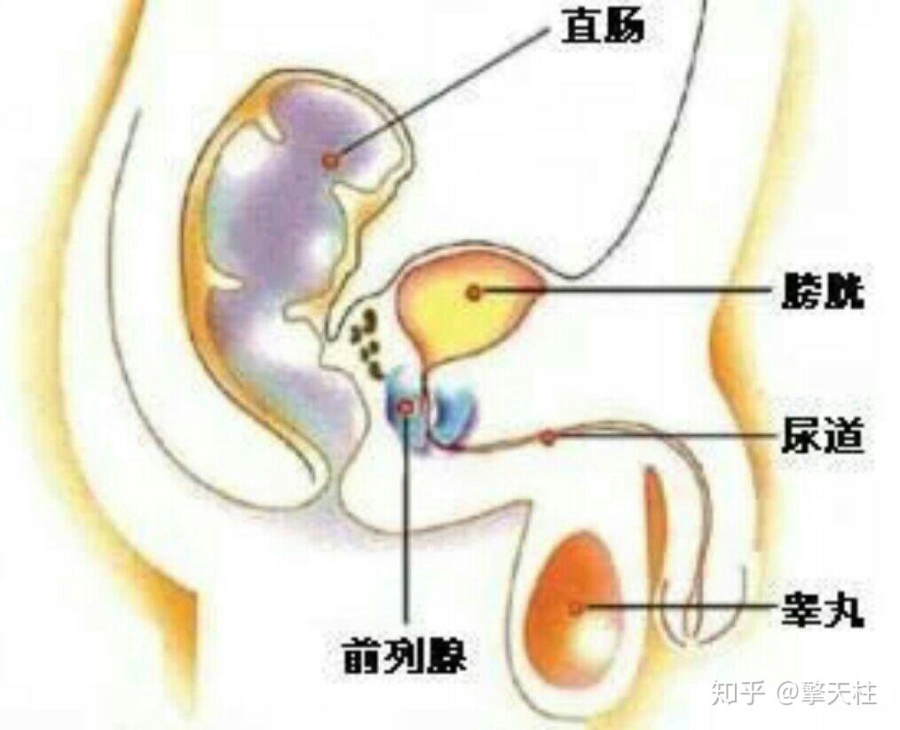 前列腺液滴白图片