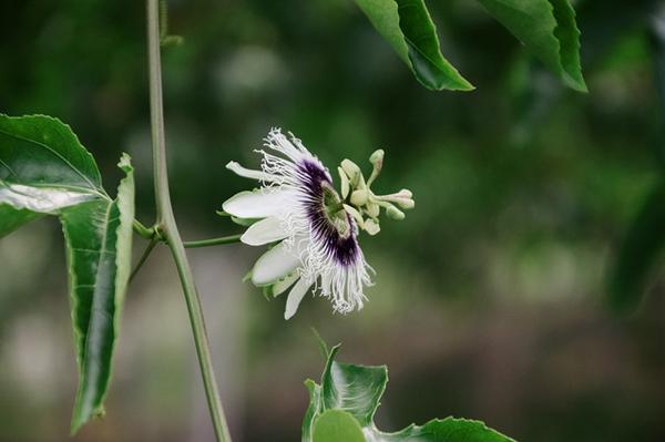 五种阳台爬藤植物 三月播种 5月开花 知乎
