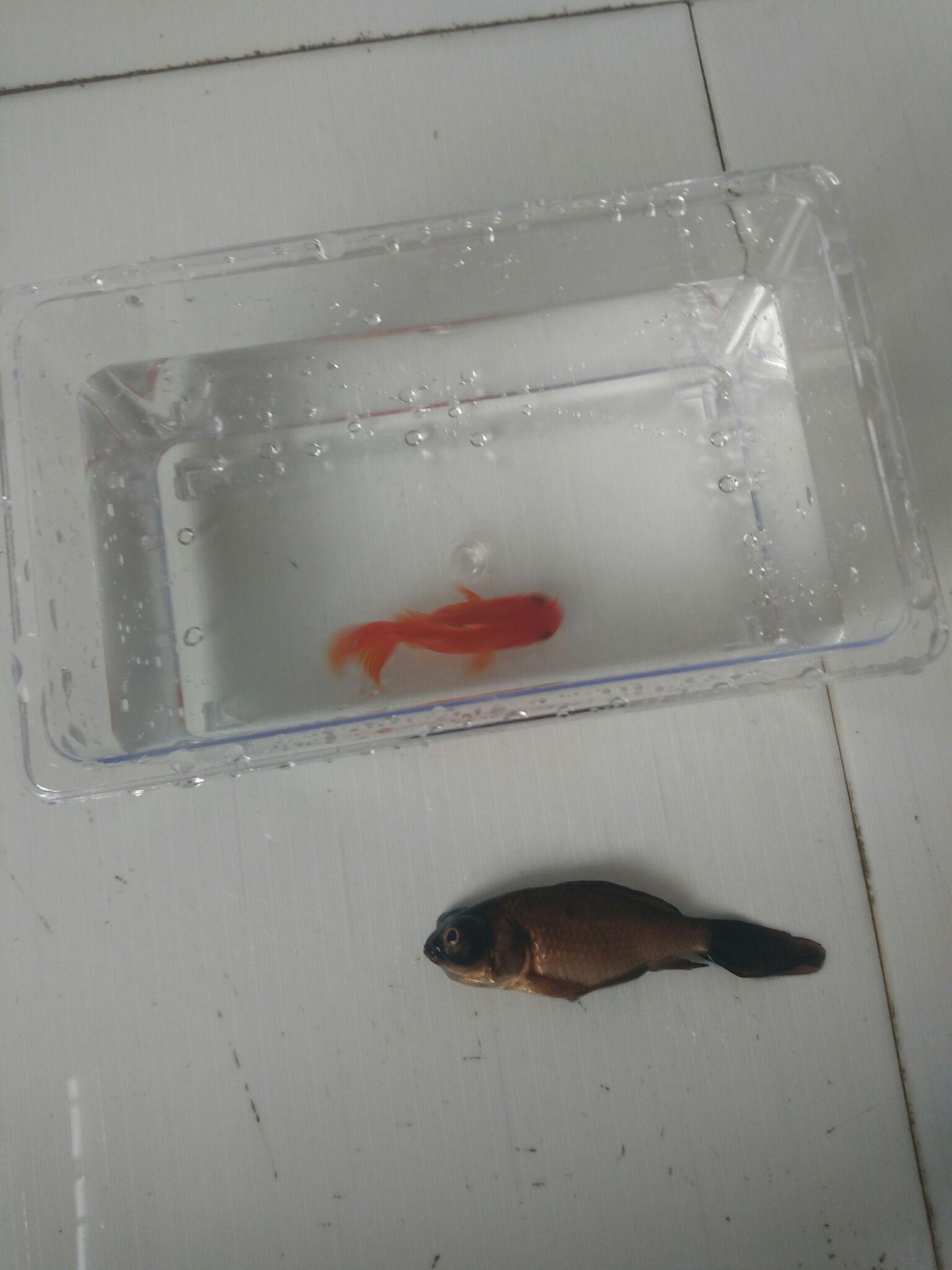 怎么养鱼不长绿藻 v2-c25c6fb83380c585e7077539205293ef_r.jpg