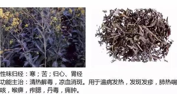 500余种中草药图  第62张