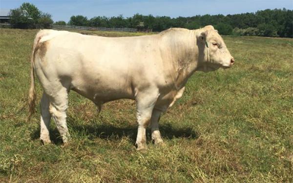 夏洛萊牛(charolais bulls)這種名聲在外的經典美味,自然逃脫不了被達