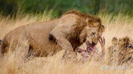 所以,现在澳大利亚那边曝出了用阿富汗平民"练手",甚至连当地14岁少年