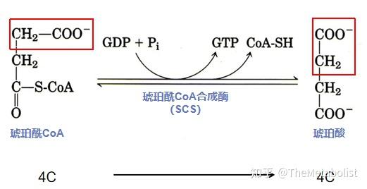 進入間隙中,再與位於線粒體內膜上的線粒體丙酮酸轉運載體