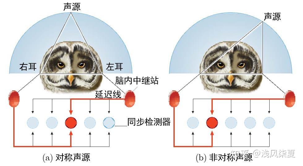 《脑科学基础》学习笔记：第五章 感知与运动【西电】 - 知乎
